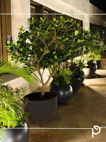 A row of lush green plants in modern dark grey planters lining a walkway at night. This demonstrates how we strike a fine balance between aesthetics and sustainability to create joyous and thriving garden spaces.