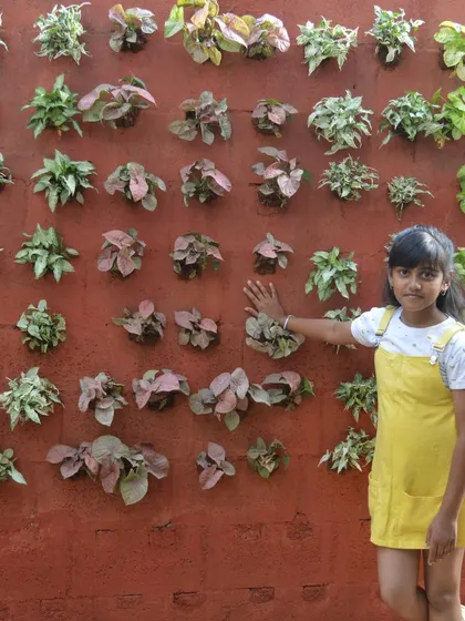 Another look at the completed vertical garden, showing the dense arrangement of foliage. These installations are designed to be beautiful and easy to maintain.