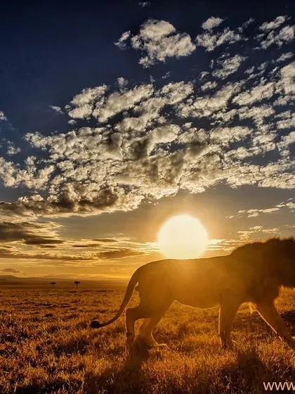 A male lion patrols the vast plains of the Masai Mara as the sun sets. On my tours, I teach how to use dramatic light and wide-angle lenses to create environmental portraits that tell the story of not just the animal, but its entire world.