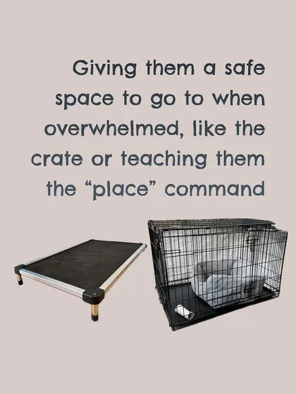 Giving your dog a safe space, like a crate or a 'place' cot, is essential for their well-being. It's a spot where they can go to decompress when they feel overwhelmed.