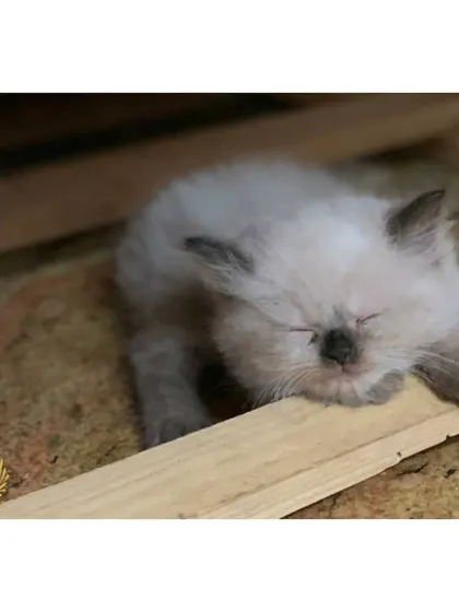 After a long session of playing, it's time for a nap. This tiny colorpoint kitten is sleeping soundly, recharging for its next adventure. Providing safe and cozy spots for rest is just as important as playtime.