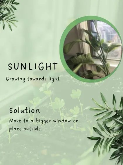Plants naturally grow towards their light source. If you notice your plant becoming lopsided, it's a clear sign it needs a brighter location, as this tip shows.