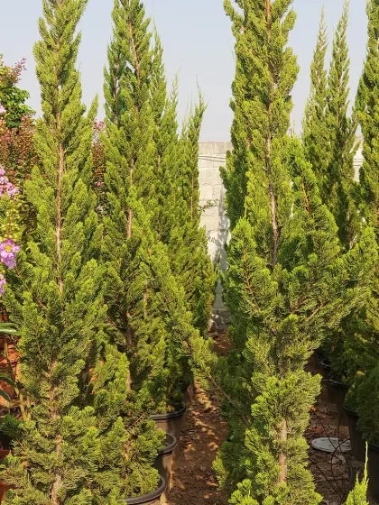 A group of Italian Cypress trees, known for their tall, slender, and elegant form. They are perfect for adding a touch of Mediterranean style to a landscape.