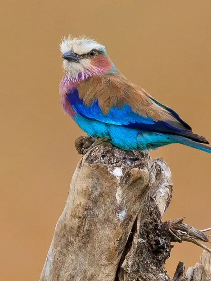 The Lilac-breasted Roller is a masterpiece of color, with pastel shades of lilac, blue, and brown. It's the unofficial national bird of Kenya and a favorite subject for photographers.