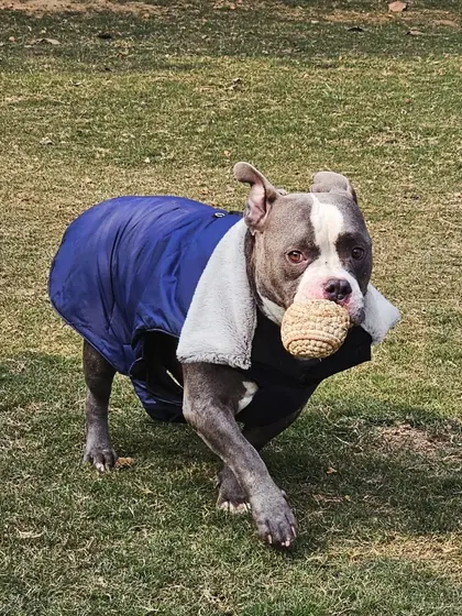 This American Bully is having a great time playing fetch. Proper exercise is key to keeping powerful dogs happy and well-behaved.