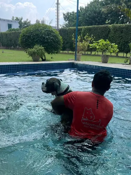 A team member assists a Boxer during a hydrotherapy swim. We provide hands-on support to ensure the session is safe, comfortable, and effective for your pet's specific needs.