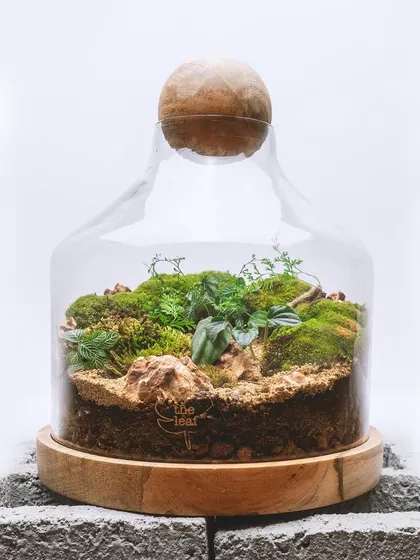 This unique bell-shaped terrarium on a wooden base is a beautiful, self-contained ecosystem. The sandy layer at the front creates a lovely beach-like effect.