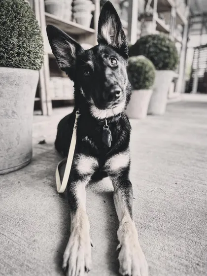 This is Cinderella, a shelter pup who learned basic obedience and gained a ton of confidence with us. This artistic shot captures her sweet and soulful nature.