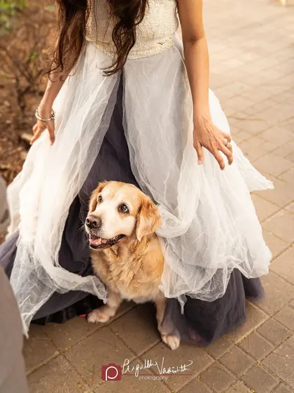 A duplicate of the previous image, reinforcing the theme of the mother-dog bond.
