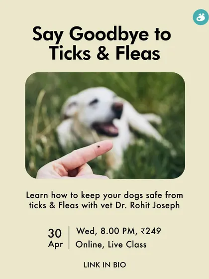 Ticks and fleas are more than just an annoyance; they can cause serious diseases like tick fever. Our online class with a vet will equip you with the knowledge to prevent, find, and remove these dangerous parasites effectively.