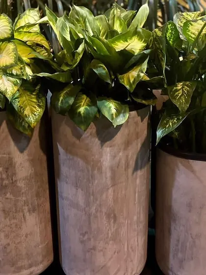 Dieffenbachia (Dumb Cane) plants in simple, cylindrical pots, a great choice for adding lush foliage indoors.