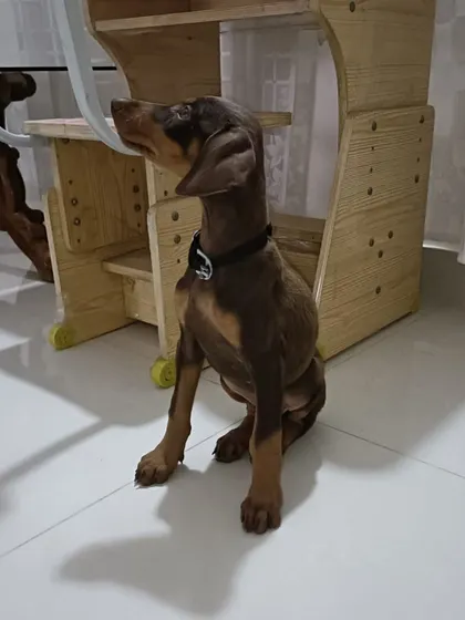 This is Kishmish, a beautiful 50 day old Doberman puppy. She was given up by her owners but is perfectly healthy and ready to find a family that will cherish her.