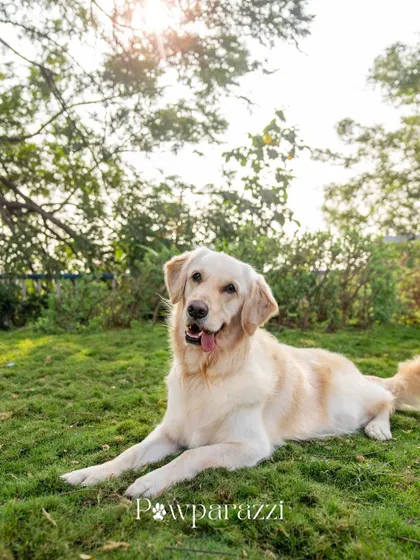 A portrait of Muffin the Golden Retriever, looking happy and relaxed during his outdoor birthday shoot.