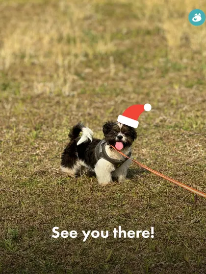 A festive moment from our Christmas-themed event at Pawsome Camp. We love celebrating special occasions with our Pack.