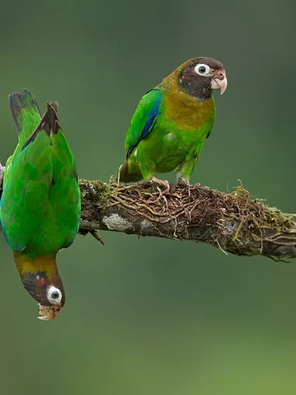 A pair of Brown-hooded Parrots, one playfully hanging upside down. These moments of personality are what bring a wildlife photograph to life.