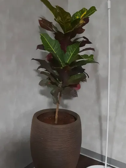 A tall Croton plant in a textured brown ceramic pot. Its colorful foliage adds warmth and texture to this corner space.