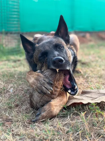 I present to you the toxic love story of Floyd and his coconut. This series of photos perfectly captures the goofy, intense, and hilarious personality of a Belgian Malinois. This is what I mean when I say we should let dogs be dogs.