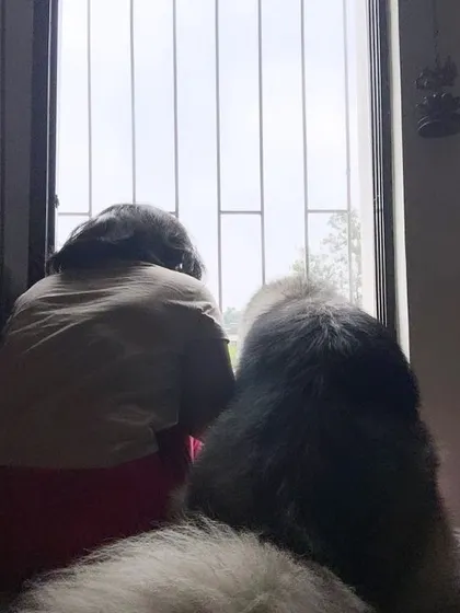 These additional photos showcase the variety of wonderful dogs I have the pleasure of caring for, each with their own unique charm and personality. From playful moments to quiet cuddles, every interaction is special.