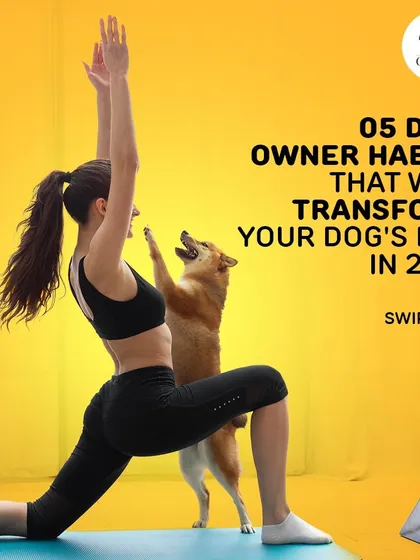 Transform your dog's life with a few positive habits. Joining in on their exercise, like a yoga session, is a great way to bond and stay healthy together.