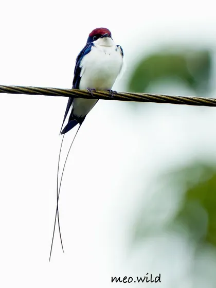 The long, delicate tail feathers of the male Wire-tailed Swallow are its defining feature. This individual perched perfectly, allowing me to capture the elegance of its unique tail.