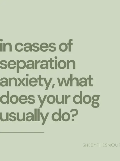 Separation anxiety manifests in different ways. Knowing your dog's specific behaviors helps me provide the right kind of comfort and support.