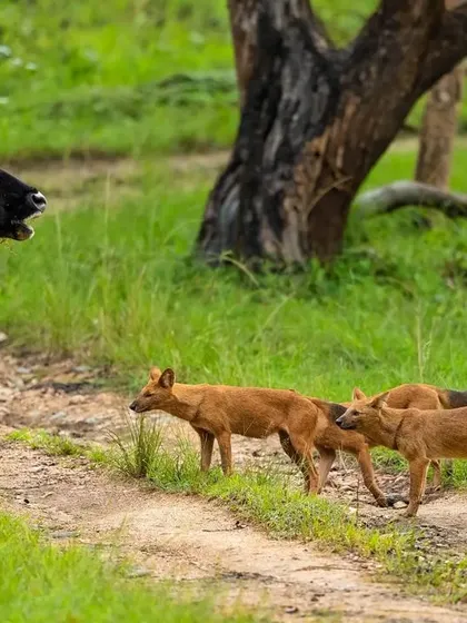 The mother gaur lets out a warning call, her mouth open as she confronts the approaching dholes. It's a powerful display of maternal protection.