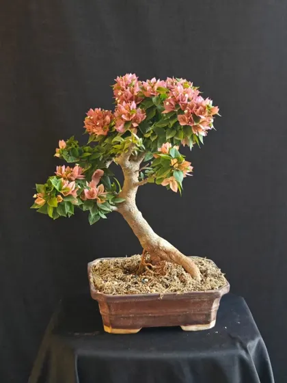 The graceful, slanted style of this pink Bougainvillea bonsai gives it a sense of movement. The exposed roots add to its aged and natural appearance.