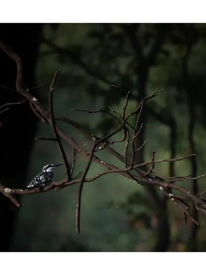 A Pied Kingfisher rests on a complex network of branches, its black and white pattern a stark contrast to the dark, moody forest.