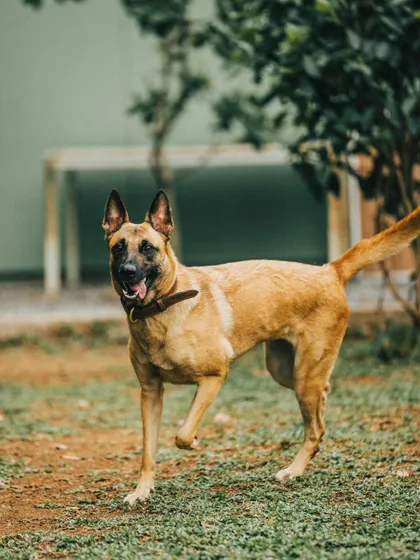 This is Maya, a beautiful Belgian Malinois. Working with high-drive, intelligent breeds like her is a specialty, focusing on structured tasks and clear communication.