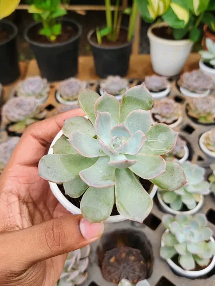 Echeveria is one of the most popular succulent types, known for its rose-like shape. This variety has a lovely pastel color that looks great in decorative pots.