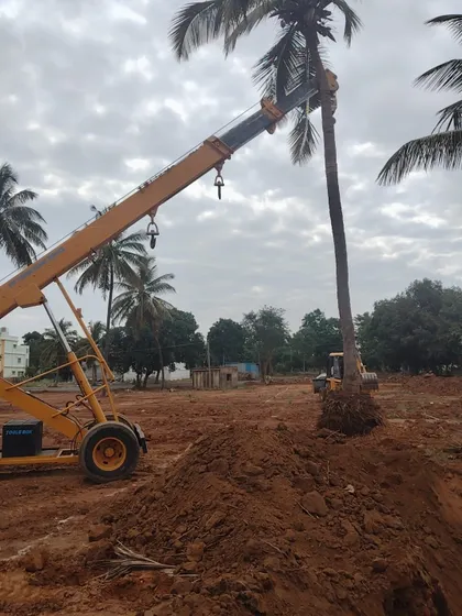The final stage of replanting, as a crane gently lowers a coconut tree into a pre-dug hole. The new soil and support systems are prepared in advance for a seamless transition.