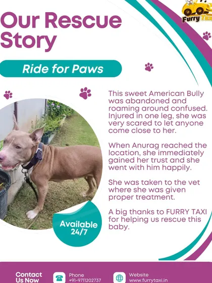 This is a story about an abandoned American Bully I helped rescue. She was injured and scared, but she trusted me and we got her to the vet for proper treatment.