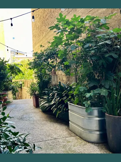 An alleyway transformed into a lush green corridor with plants in various pots and galvanized steel tubs, illuminated by string lights. This is a great example of greening a narrow, forgotten space.