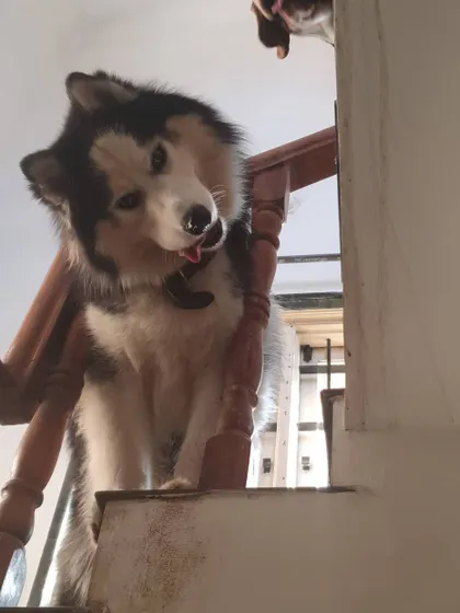 The Husky, Scooby, gives a funny look as he decides to stay upstairs with his beagle friend. Empowering dogs to make their own choices is a core part of my care philosophy.