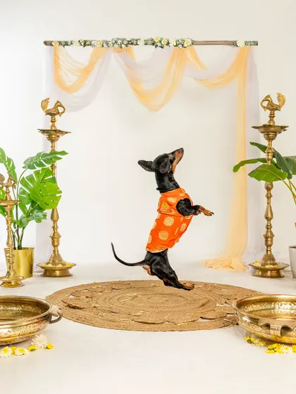 A tiny Dachshund showing off his jumping skills during our Diwali mini-session. Even the smallest pets can have the biggest personalities!