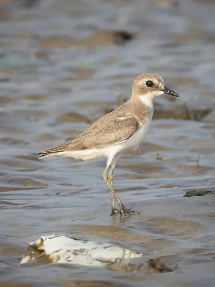 A Greater Sand Plover, a common migratory bird in India. This species winters along the coasts of Africa, the Middle East, and across Asia to Australia.