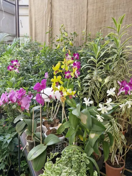 A stunning collection of colorful orchids. These elegant plants make a sophisticated statement and, with the right care, will reward you with beautiful blooms.
