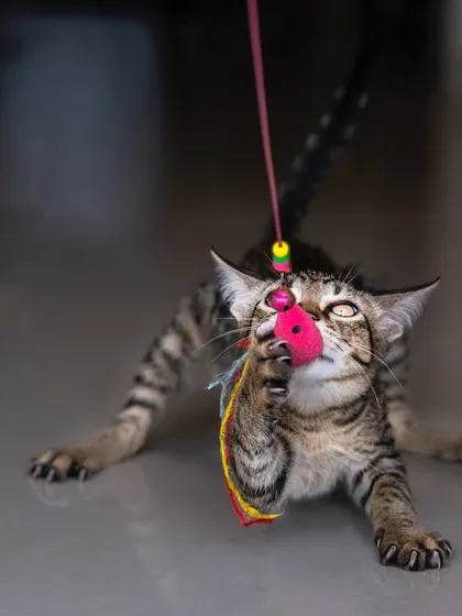 A rescued tabby kitten playing with a toy. Capturing the playful spirit of a kitten in its new, safe home is incredibly rewarding.