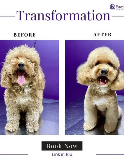 A beautiful example of a breed-standard poodle cut. The 'before' shows an overgrown coat, while the 'after' reveals a perfectly sculpted and stylish look, achieved with expert scissoring and shaping techniques.