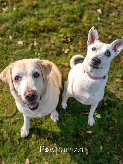 A portrait of two best friends, a senior Labrador and a rescued Indie. Their story is a beautiful example of how adopting a second dog can enrich a family's life.