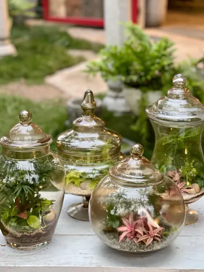 A collection of four sealed terrariums, each with its own unique shape and plant arrangement. These pieces were created to adorn a living room, adding a touch of sustainable green decor.