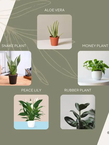 A quick guide to five great indoor plants for summer, including the hardy Snake Plant, Aloe Vera, and Rubber Plant.