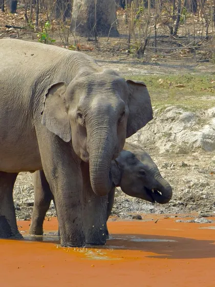 A mother elephant stands protectively beside her young calf as it drinks. This image highlights the maternal instincts found in nature.