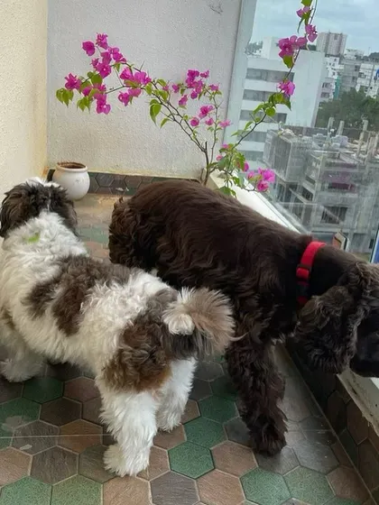 A Shih Tzu and a Cocker Spaniel exploring the balcony together. We love seeing them socialize and enjoy each other's company.