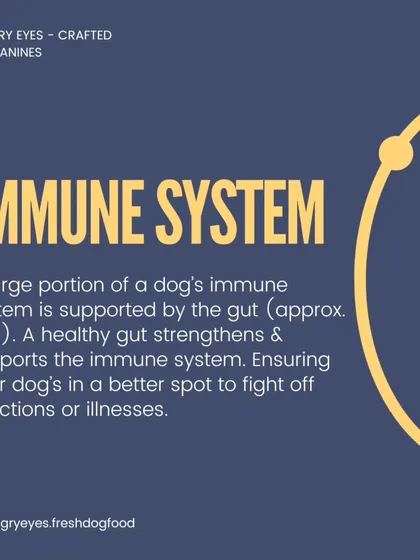 Did you know about 70% of a dog's immune system is supported by the gut? Feeding fresh, real food is one of the best ways to strengthen their immunity.