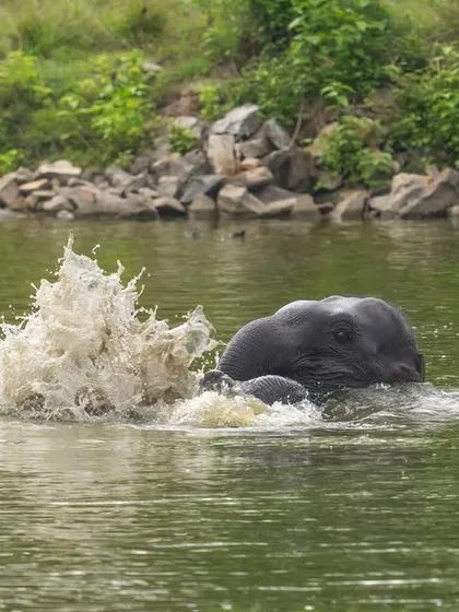 A close-up of the splash, freezing the motion of the water as the elephant plays. Capturing action like this requires mastering shutter speed and anticipating the moment.