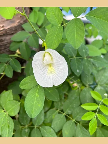 The delicate white flower of the Shankhpushpi or Blue Pea vine (Clitoria ternatea). This native plant is not only beautiful but also has significant medicinal value in Ayurveda.