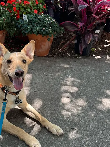 Fritz, a rescue graduate, relaxing in the shade at a nursery. His mom says everyone comments on what a completely different and confident dog he is now.
