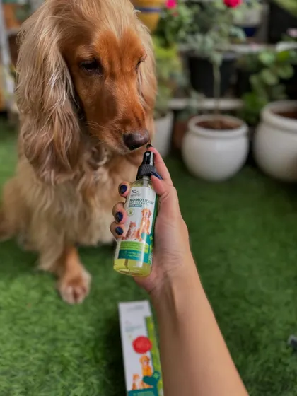 Posto giving the Nomoticks body spray a curious sniff. It's lick-safe, so we have no worries.