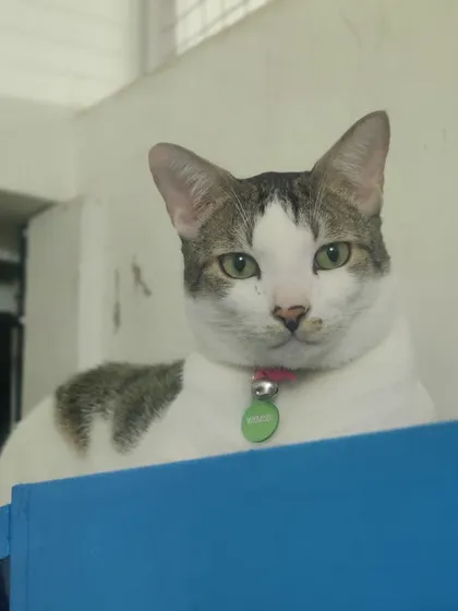 Welcome back, Bunny. This handsome white and tabby cat is settling in for his stay.